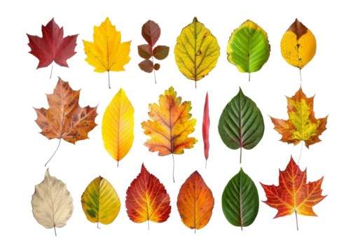 Colourful autumn leaves in different shapes and sizes, isolated.
