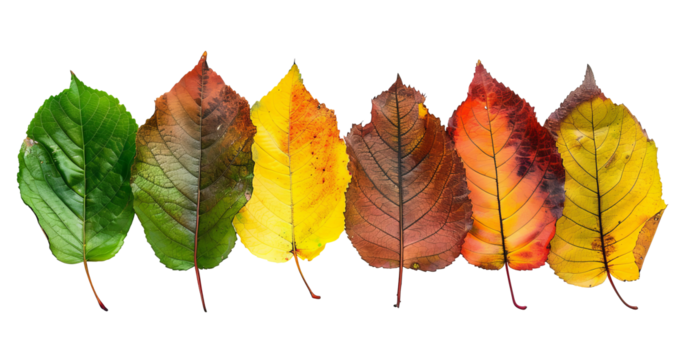 Natural tree leaves changing colour through seasons, isolated