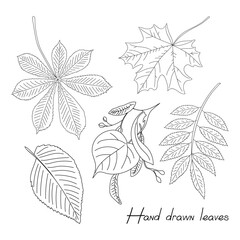 Hand Drawn Collection of Various Leaves Illustration in Black and White