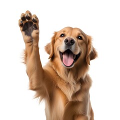 A golden retriever dog with a friendly, happy expression raising its paw up, isolated on a white background