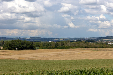 A field of corn is shown with a cloudy sky in the background