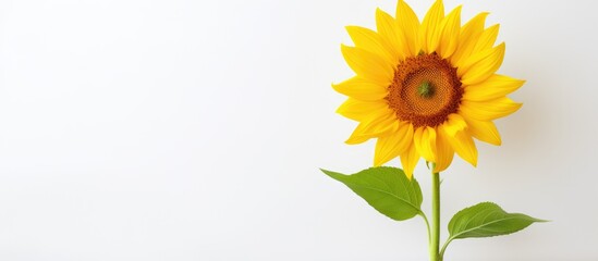 Obraz premium A stunning sunflower stands alone on a white background leaving ample copy space in the image