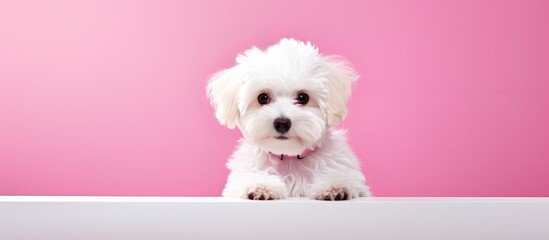 Lovely pet a cute Maltipoo dog is sitting on a white table with a pink background providing ample copy space for text