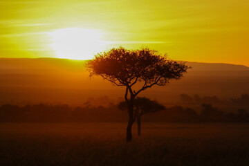 Acacia tree in sunrise in Masai Mara