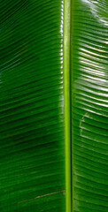 close-up on green fresh banana leaf