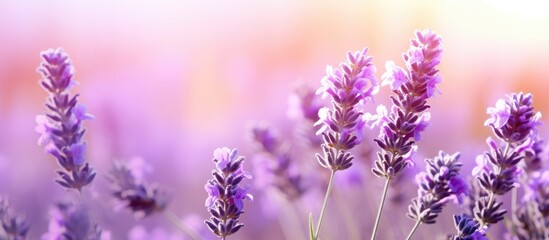 Fototapeta premium A fragrance of lavender flowers fills the air captivating with its soothing and calming essence. Copyspace image