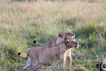lion cub in the grass playing