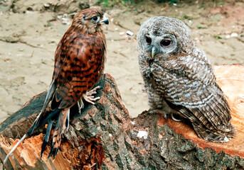 Two beautiful birds sitting on a tree stump.