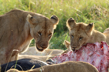 Closeup of an lioness and lion cub eating