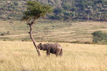 Young elephant testing his strength by pushing over a tree