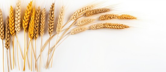 Copy space image showcasing ripe dry spikelets of rye barley flax and oats arranged elegantly against a pure white backdrop