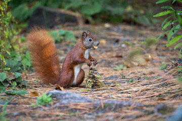 squirrel in the park