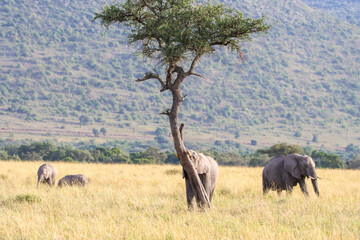 Naklejka premium Young elephant testing his strength by pushing over a tree