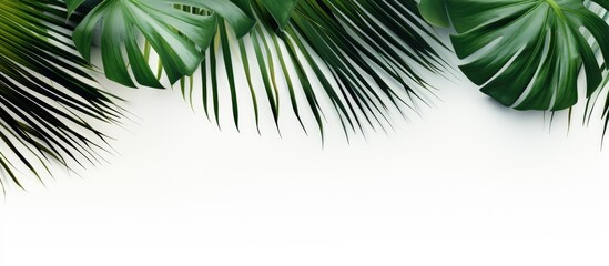 Fototapeta premium A summer themed image featuring tropical palm leaves against a white background arranged in a flat lay style with a top down perspective and ample copy space