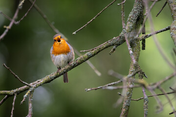 robin on a branch
