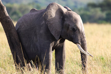 Young African elephant in Masai Mara