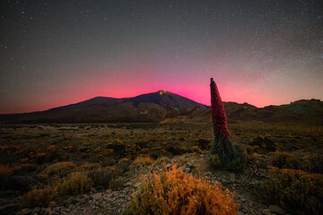 Northern lights above volcano Teide with blossoming Tajinaste on a foreground