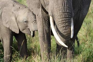 Close-up of an mother and baby African elephant
