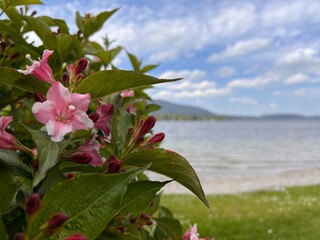 flowers on the beach