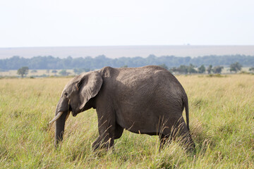Obraz premium African elephant in the grass of Masai Mara