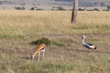 Grrant's gazelle and grey crowned crane in Masai Mara national park