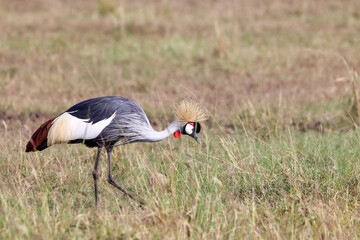 grey crowned crane in the grass of Masai Mara savanna