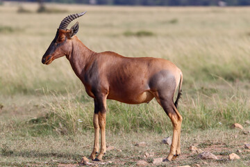 Topi antelope in savanna