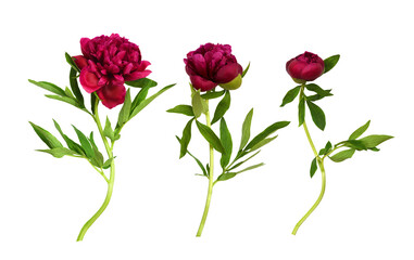 Set of red peony flowers with green leaves isolated on white or transparent background © Ortis