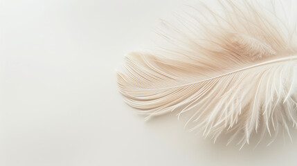 Beautiful fluffy white feather, abstract feather on white background. High resolution. Copy space for design and text. Pastel beige and white colors. High resolution. 