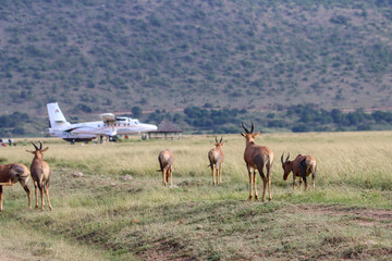 Group of antelopes in Masai Mara Kichwa Tembo airfield