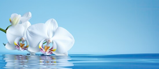 On a blue backdrop there is a white orchid adorned with a single water droplet and ample room for...