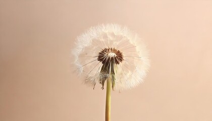 Dandelion flower isolated on a isolated pastel background Copy space Closeup for design
