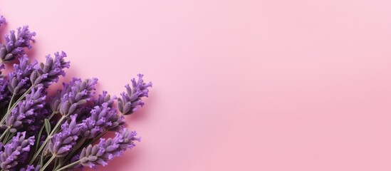 Top view photo of lavender flowers on a pink background with ample copy space image