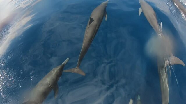 Dolphins swimming