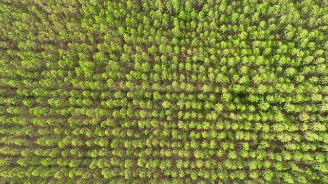 A dense eucalyptus grove, rows of vibrant green trees. The orderly arrangement highlights the commercial cultivation of this swift-growing, aromatic species.
