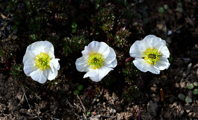 Anderson's Buttercup (Ranunculus Andersonii) blooming in the high desert of Washoe County, Nevada.