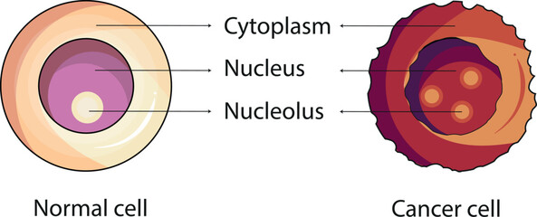 difference between a normal and a cancer cell science diagram