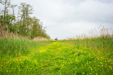 Footpath in Dutch polder landscape is overgrown with yellow buttercups