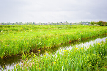 Beautiful view of the grassy Dutch polder landscape with yellow flowering iris (Iris pseudacorus) at water's edge