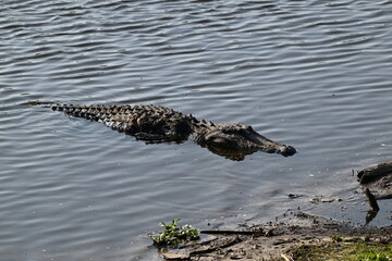 head and body of Florida alligator in water, Myakka River State Park, Florida