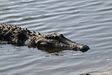 head of old American Alligator, Myakka River State Park, Florida
