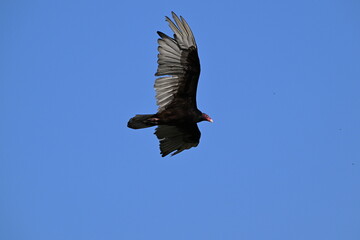 turkey vulture in flight, Myakka River State Park, Florida