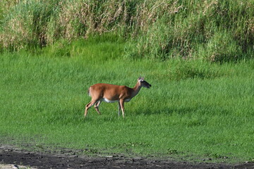 Myakka River State Park deer feeding