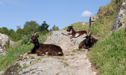 Mountain goat on a rock