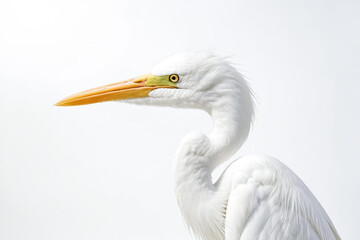 Majestic White Egret Profile