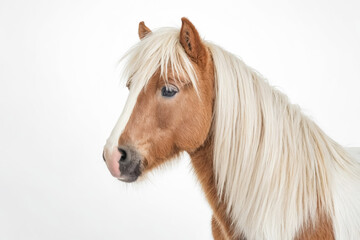 Obraz premium Portrait of a Brown Horse with a White Mane