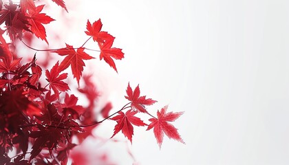 Red maple leaves in the sunlight, with a red color tone and white background.