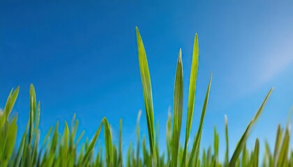 Obraz premium Green grass on blue clear sky, spring nature theme. Panorama