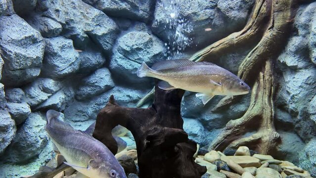 Boesemania microlepis or boeseman croaker is swimming in aquarium. fresh water in Thailand