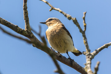 Ein Steinschmätzer auf seiner Sitzwarte